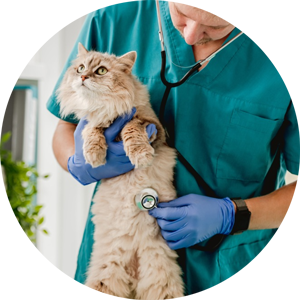 Cat Stethoscope Abdomen